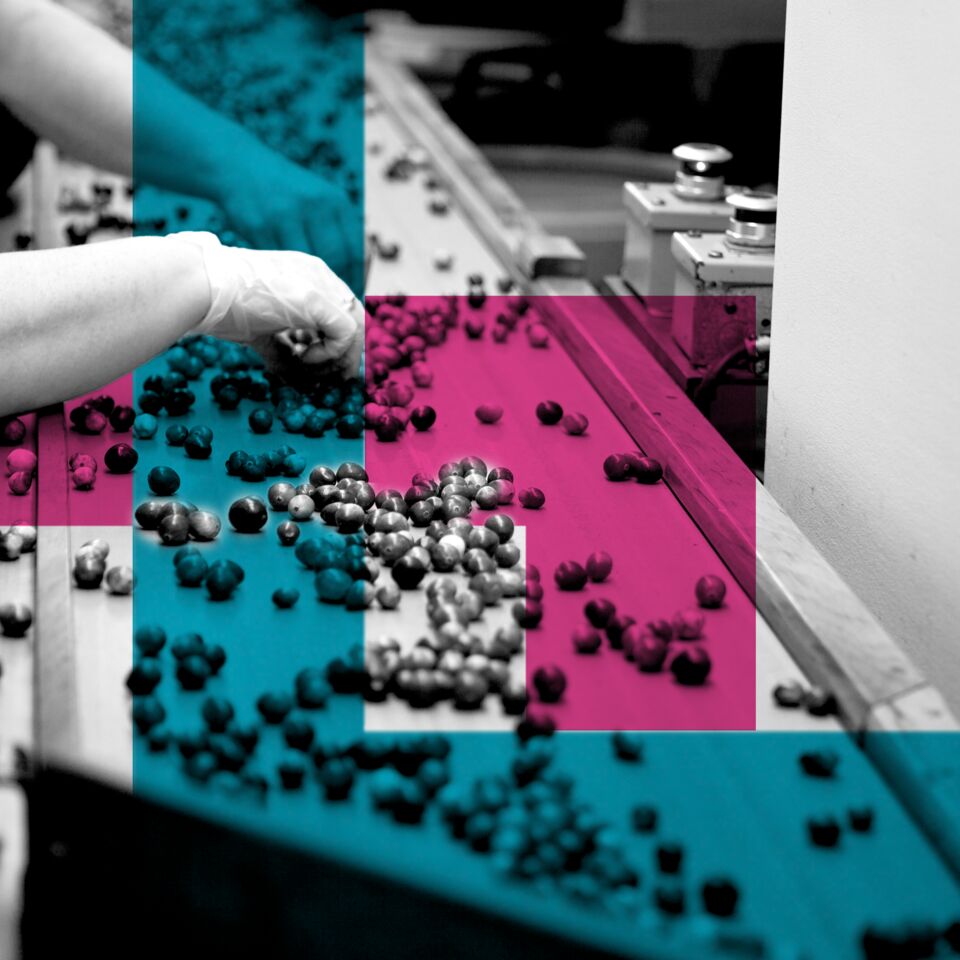 SINGLE-IMAGE_squares-fruit-being-sorted-on-conveyor_nov23